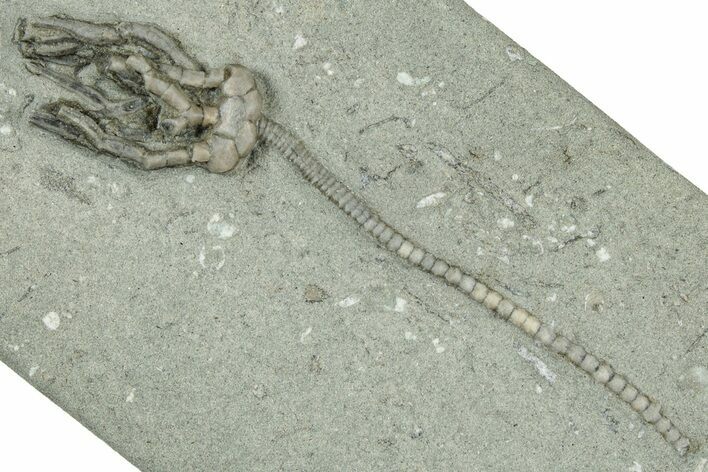 Fossil Crinoid (Cyathocrinites) - Crawfordsville, Indiana #325634